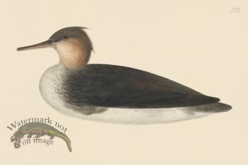 Rudbeck CFA 229 Red Breasted Merganser